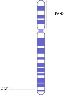 Хромосома 10, гени, генетичні захворювання