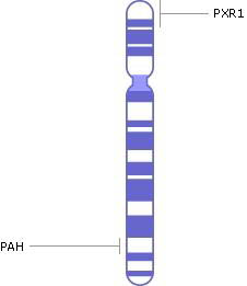 хромосома 12, гени, генетичні захворювання