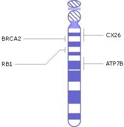 хромосома 13, гени, генетичні захворювання