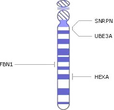 хромосома 15, гени, генетичні захворювання
