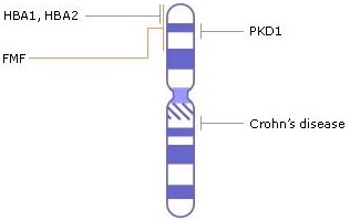 хромосома 16, гени, генетичні захворювання