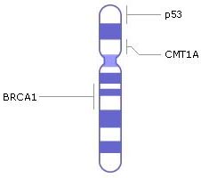 хромосома 17, гени, генетичні захворювання