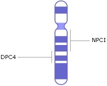 хромосома 18, гени, генетичні захворювання