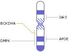 хромосома 19, гени, генетичні захворювання