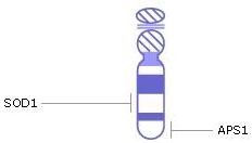 хромосома 21, гени, генетичні захворювання