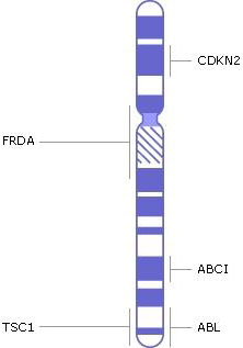 хромосома 9, гены, генетические заболевания