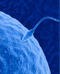 Запліднення, злиття яйцеклітини із сперматозоїдом призводить до утворення зиготи.