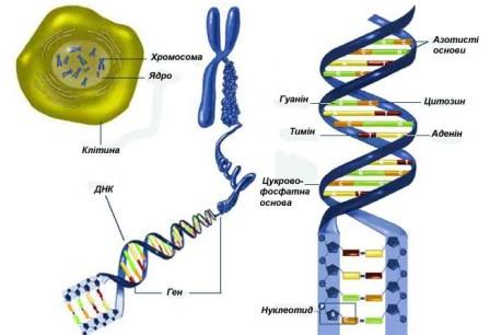клітина, ДНК, хромосома, ядро, ген, нуклеотиди