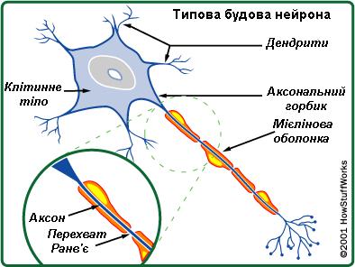 нейрон, аксон, мієлінова оболонка, неровові волокна, лемоцити