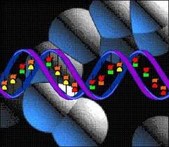 ДНК, контамінація, геном
