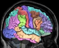 генетична карта людського мозку